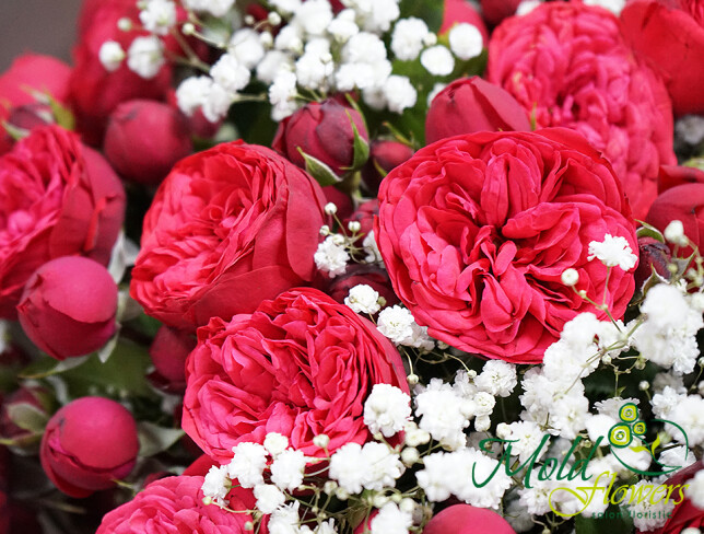 Bouquet of red peony roses and white gypsophila photo